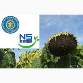 Семена гибрида подсолнечника НСХ 6008 (EXPRESS) Сербской селекции