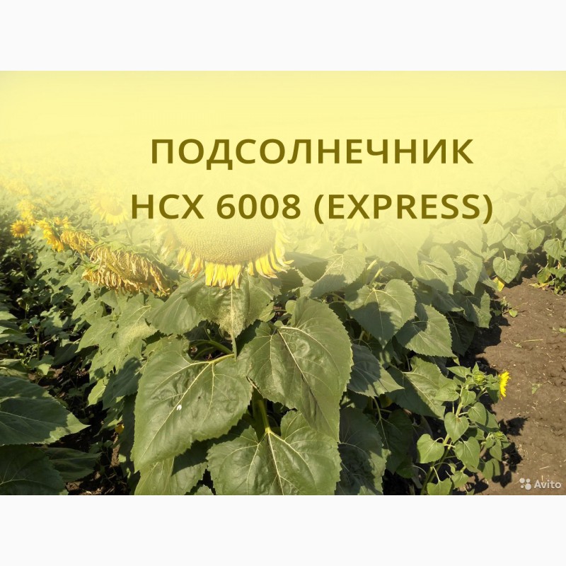 Фото 2. Семена гибрида подсолнечника НСХ 6008 (EXPRESS) Сербской селекции