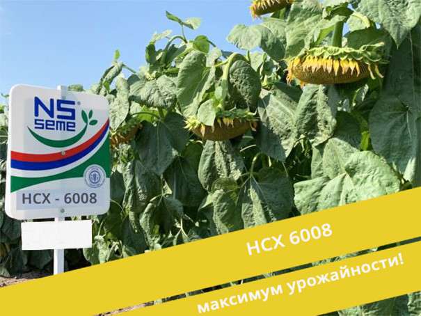 Фото 3. Семена гибрида подсолнечника НСХ 6008 (EXPRESS) Сербской селекции
