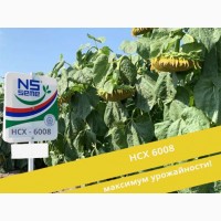 Семена гибрида подсолнечника НСХ 6008 (EXPRESS) Сербской селекции