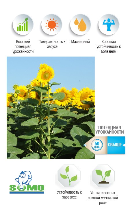 Фото 6. Семена гибрида подсолнечника НСХ 6008 (EXPRESS) Сербской селекции