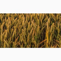 Семена Озимой пшеницы Капризуля, Дон107, Лилит