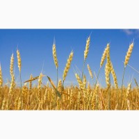 Зерно, пшеница, кукуруза, комбикорм
