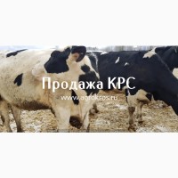 Продажа по России и странам СНГ Молочные породы КРС Продажа племенных нетелей