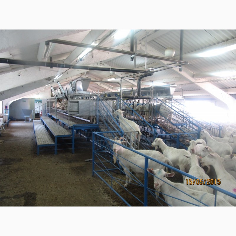 Фото 4. Доильный зал для коз, овец, крс под ключ с монтажом и обучением персонала по ГОСТ