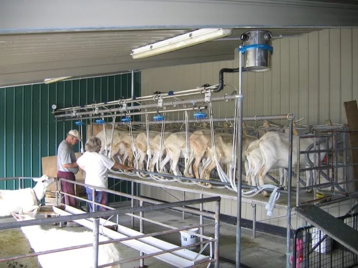 Фото 7. Доильный зал для коз, овец, крс под ключ с монтажом и обучением персонала по ГОСТ