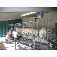 Доильный зал для коз, овец, крс под ключ с монтажом и обучением персонала по ГОСТ