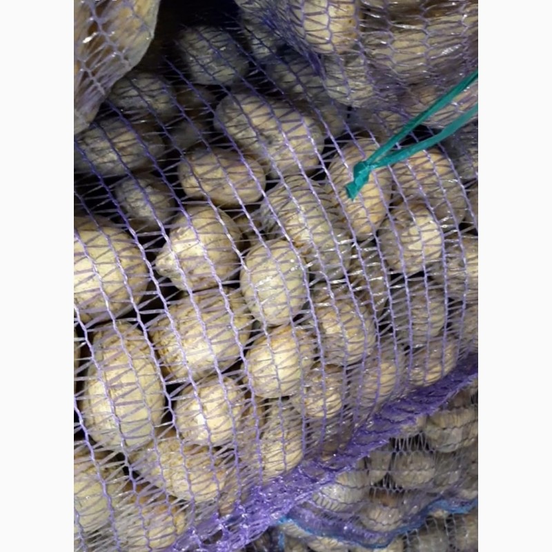 Фото 2. Картофель на семена, сорт Аризона, 1-я репродукция