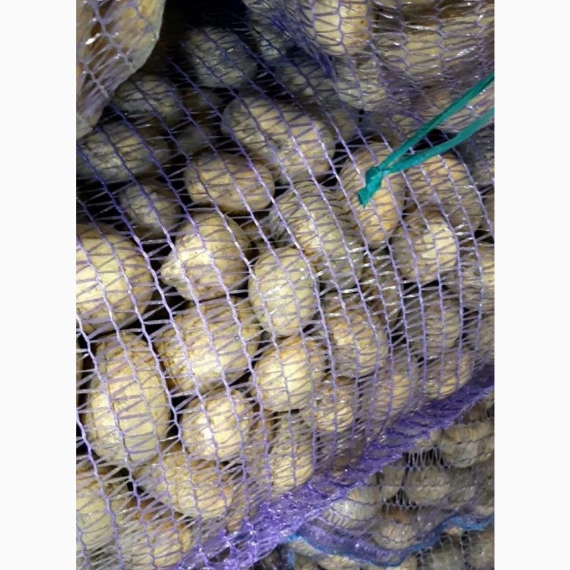Фото 4. Картофель на семена, сорт Аризона, 1-я репродукция