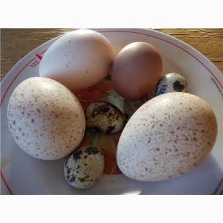 Яйца диетические, столовые и инкубационные