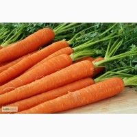 Закупаем оптом морковь