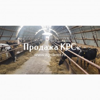 Продажа КРС оптом по России Продажа молочных нетелей