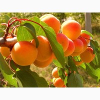 Саженцы абрикосов по доступным ценам