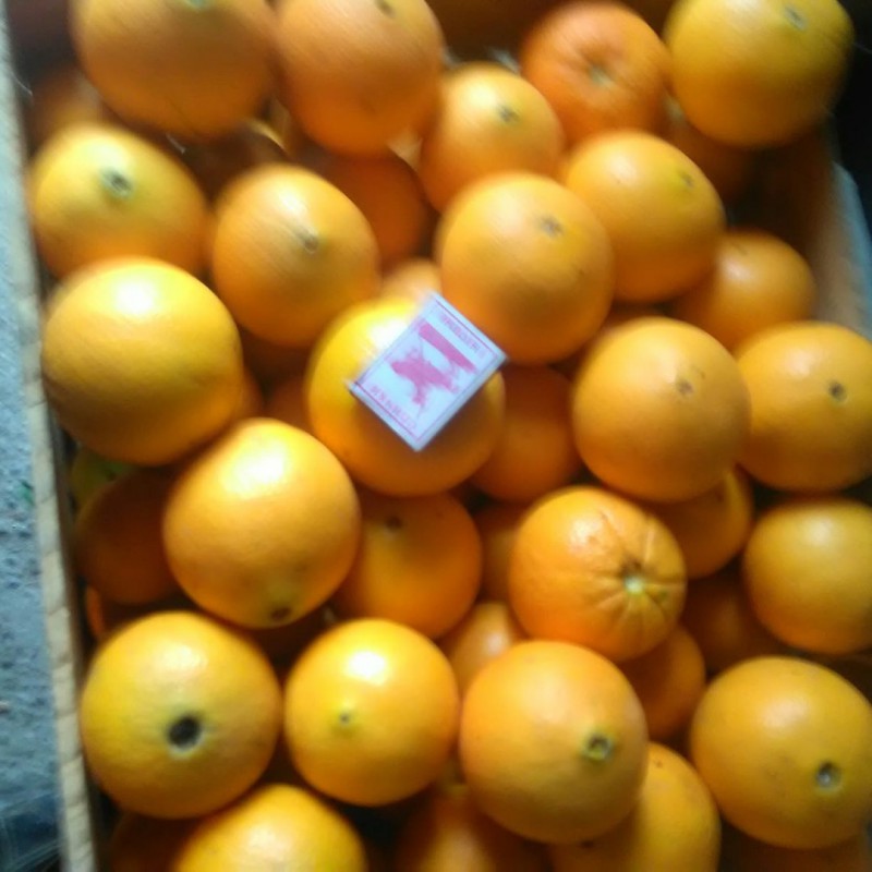 Фото 3. Апельсины Абхазские оптом