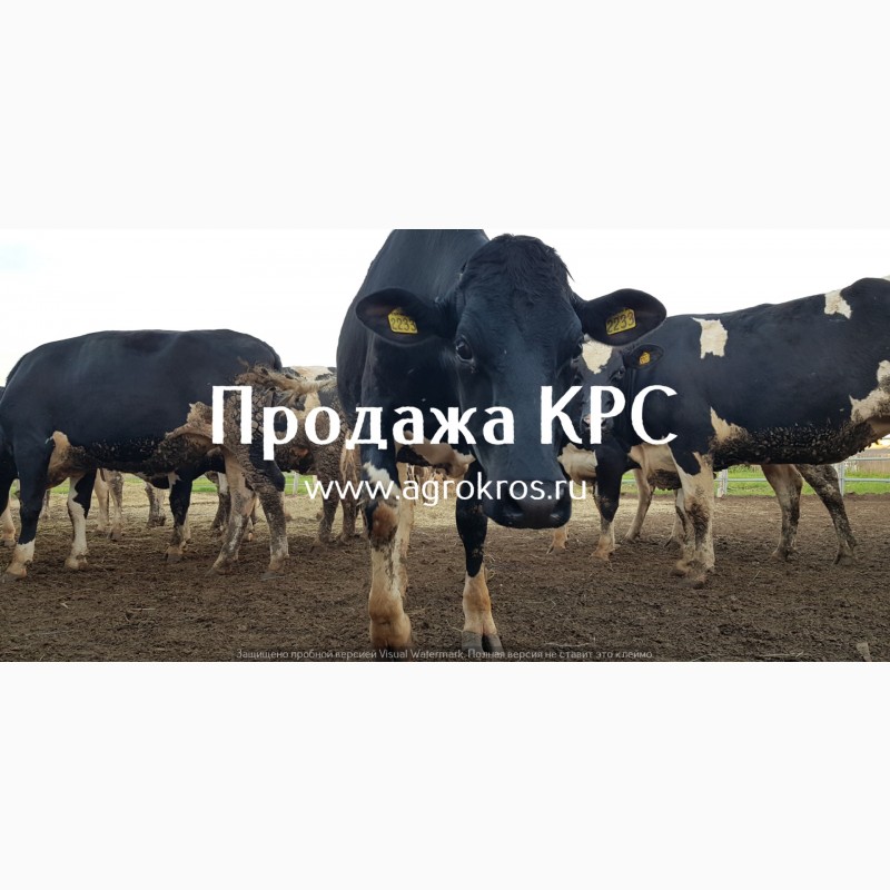 Фото 3. Продажа КРС по России странам СНГ Молочные породы КРС