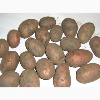 Семенной картофель-III репр