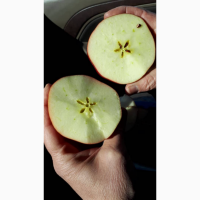 Продам Иранское яблоко 1 сорт