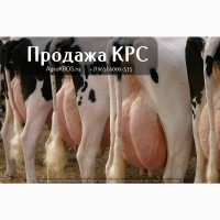 Продажа КРС по России Молочные нетели КРС