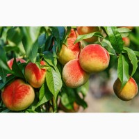 Саженцы персиков по доступным ценам