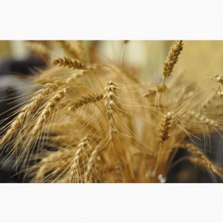 Семена оз пшеницы мягкой (элита, репродукция)