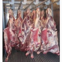 Продам Мясо быка на кости, в четвертях и полутушах, охлажденное и замороженное