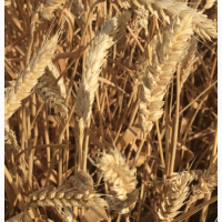 Семена озимой мягкой пшеницы сорт Краса Дона ЭС