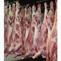 Продам Мясо коровы на кости, в четвертях и полутушах, 1 категории, охлажденное и зам