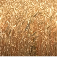 Семена озимой мягкой пшеницы сорт Капризуля ЭС