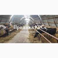 Продажа КРС оптом по России странам Молочные породы КРС Продажа племенных нетелей