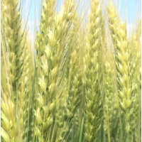 Семена озимой пшеницы сорт Станичная