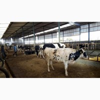 Продажа коров дойных, нетелей молочных пород в Азербайджане