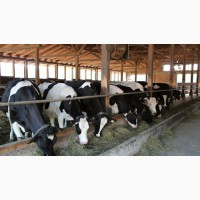 Продадим нетелей бычков коров 290 голов