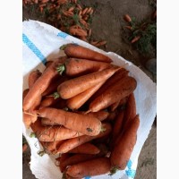 Морковь первый сорт СЕТЕВОЕ КАЧЕСТВО