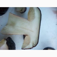 Белый гриб. Урожай 2020 года, осень, объем