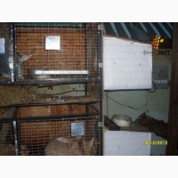 Инфракрасные обогреватели для крольчатников и птичников