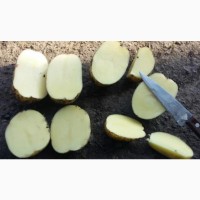 Картофель оптом, Коломба 6+, от производителя 29, 5р./кг