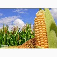 Гибриды семена кукурузы ПР39Ф58 (Пионер, Pioneer) ФАО270
