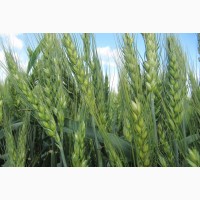 Яровая пшеница - по выгодной цене!! только 3 дня