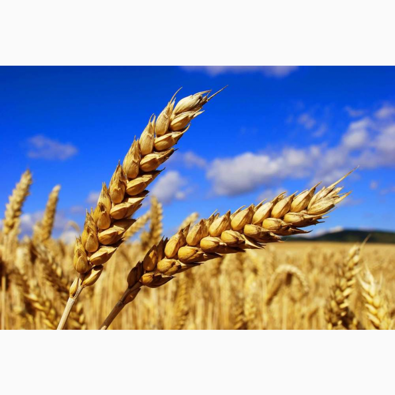 Фото 2. Яровая пшеница - по выгодной цене!! только 3 дня