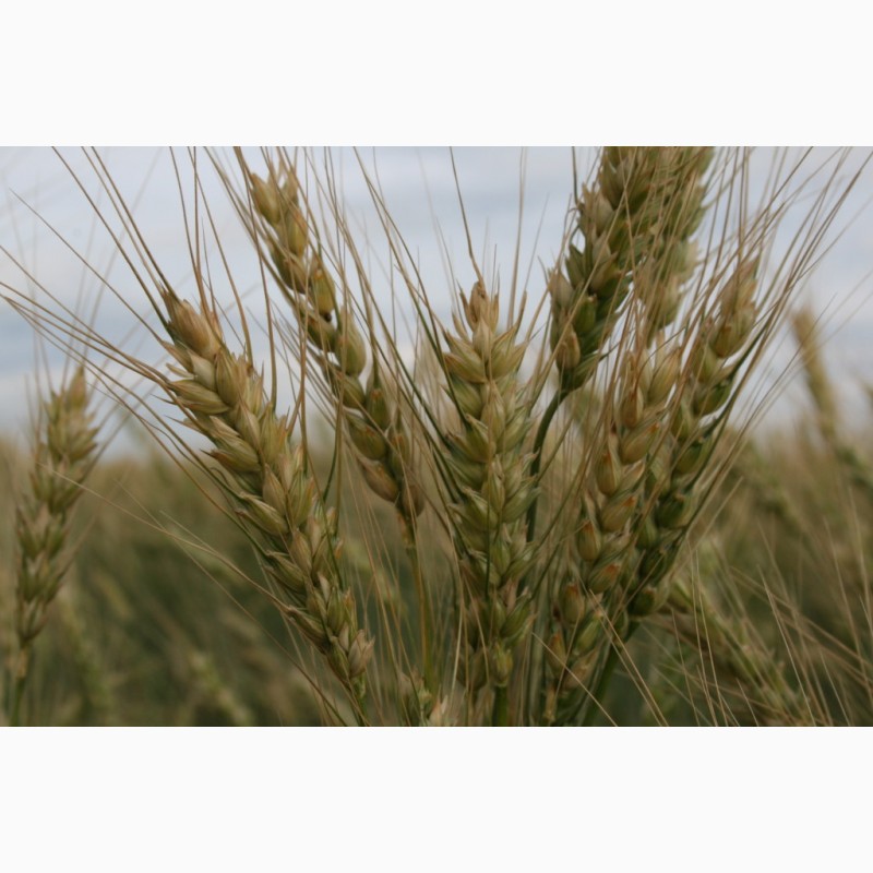 Фото 3. Яровая пшеница - по выгодной цене!! только 3 дня