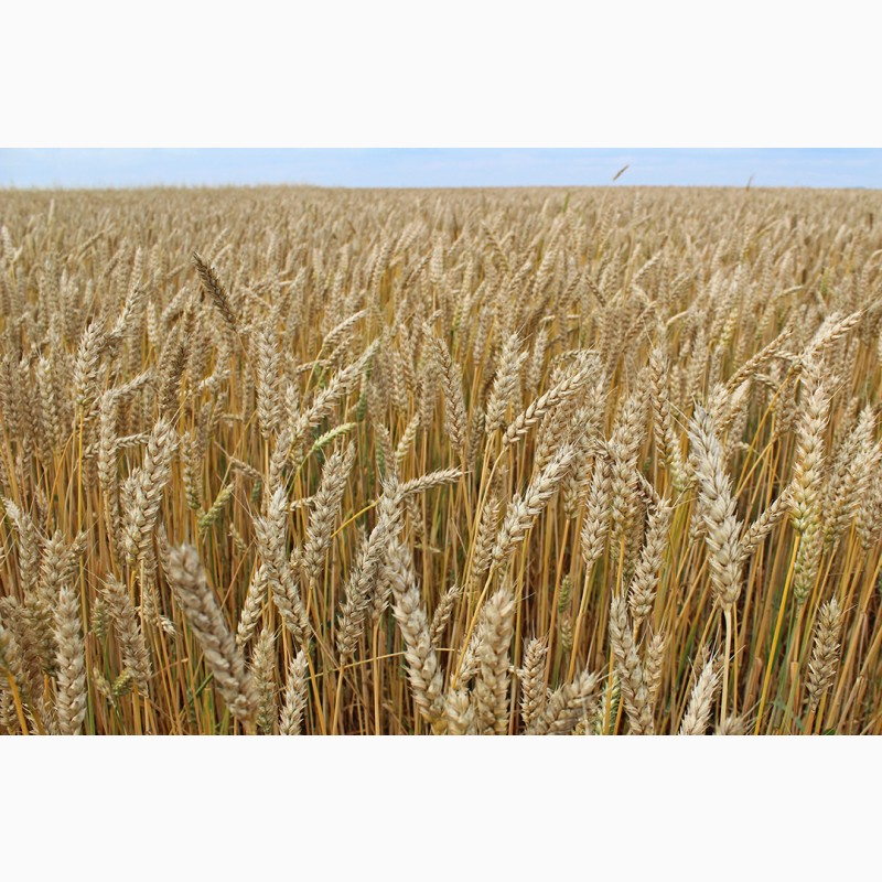 Фото 4. Яровая пшеница - по выгодной цене!! только 3 дня