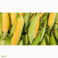 Гибриды семена кукурузы ПР37Н01 (Пионер, Pioneer)