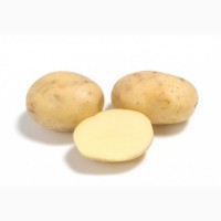 Картофель сорт Коломбо-РС1 от 20т