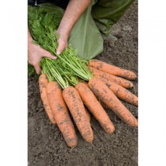 Семена моркови Абако f1.(100000 шт.) 2, 0-2, 2