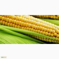 Гибриды семена кукурузы П8400 (Пионер, Pioneer)