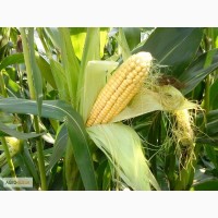 Гибриды семена кукурузы ПР39Х32 (Пионер, Pioneer)