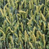 Семена озимой мягкой пшеницы сорт Стан ЭС