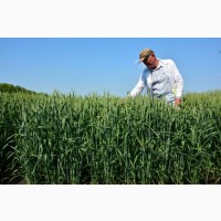Семена озимой пшеницы Тимирязевка 150 ОТ ПРОИЗВОДИТЕЛЯ