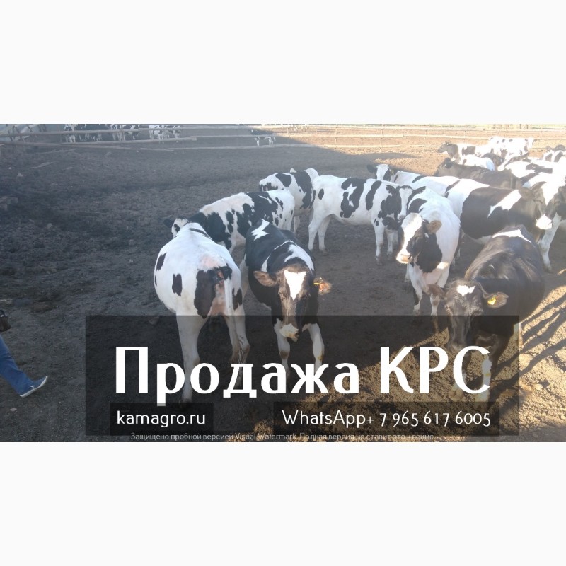 Фото 2. Продажа коров дойных, нетелей молочных пород в Армении