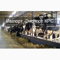 Продажа коров дойных, нетелей молочных пород в Армении